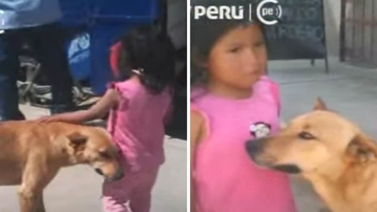 Cucciolo trova una bambina persa per strada e la accompagna a casa