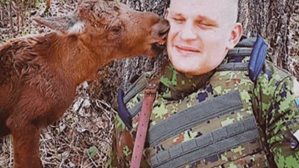 Un cucciolo di alce perde la sua famiglia e cerca aiuto in un soldato