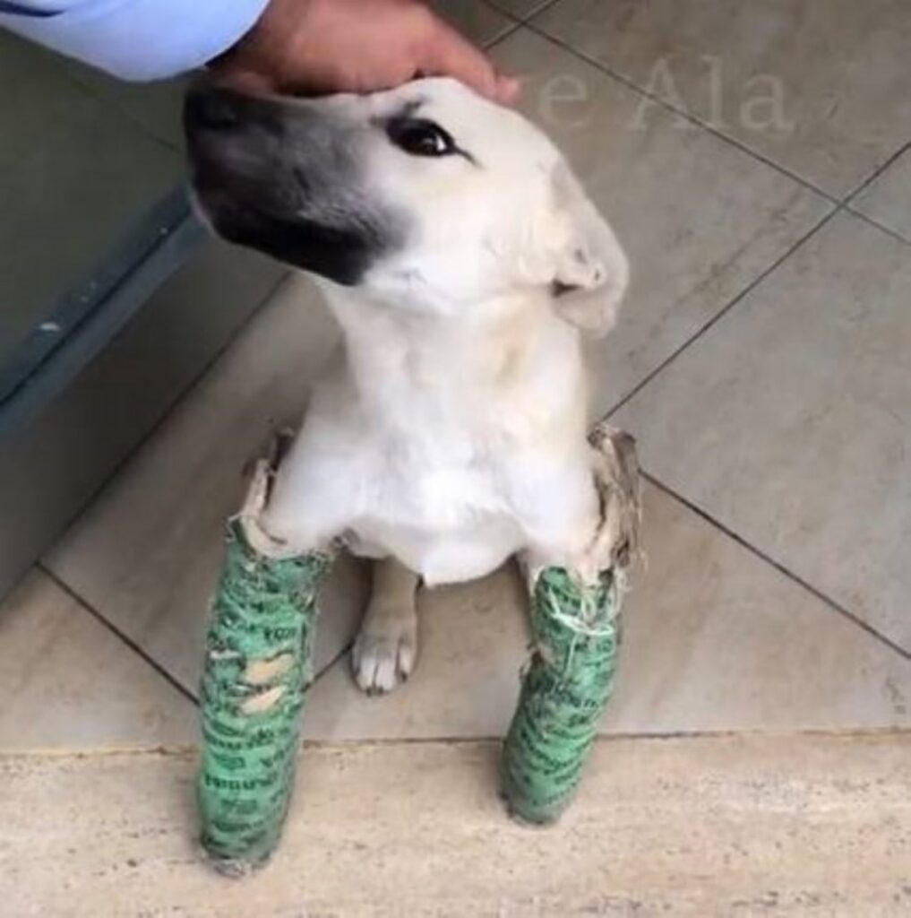 salvano un cucciolo per strada