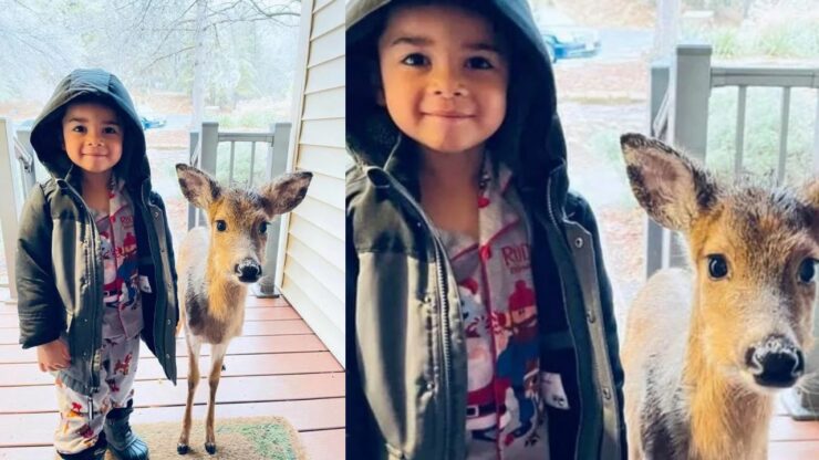 Un bambino di 4 anni torna a casa con un adorabile cucciolo di cervo (video)