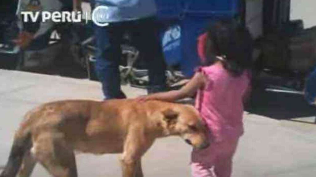 Cucciolo trova una bambina persa per strada e la accompagna a casa