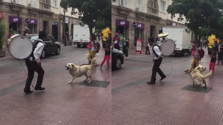 cane danza a ritmo di musica