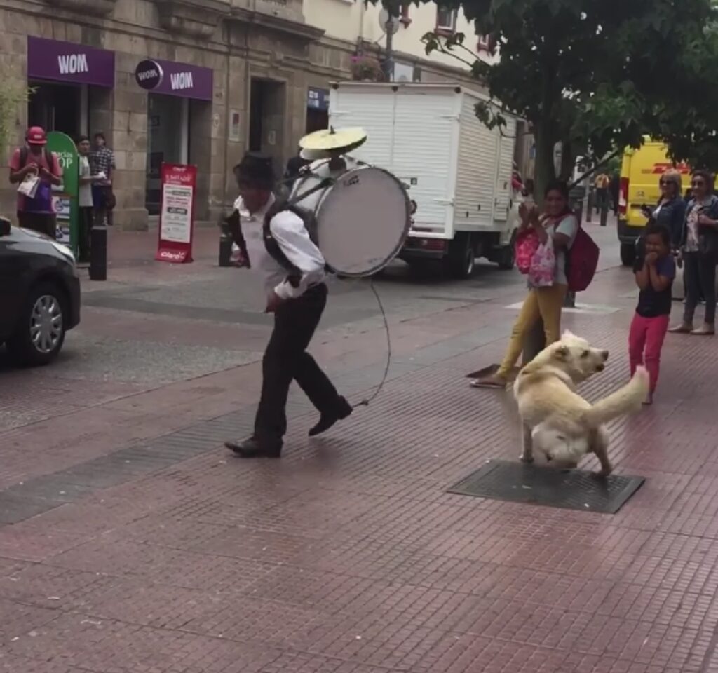 cane danza a ritmo di musica