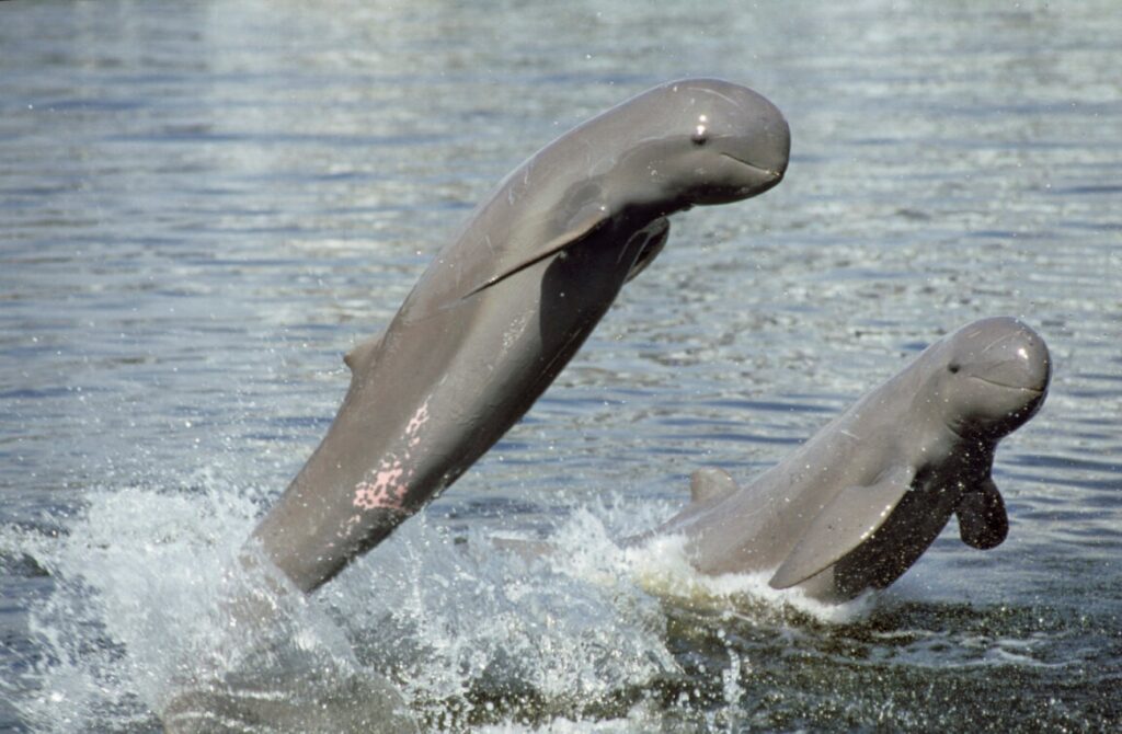 delfini che nuotano