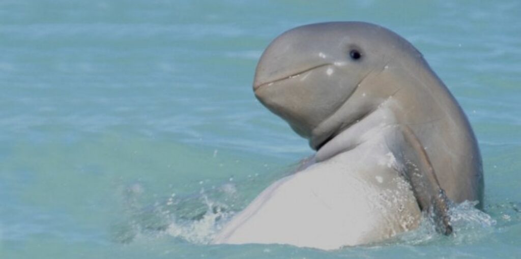 delfino in mare