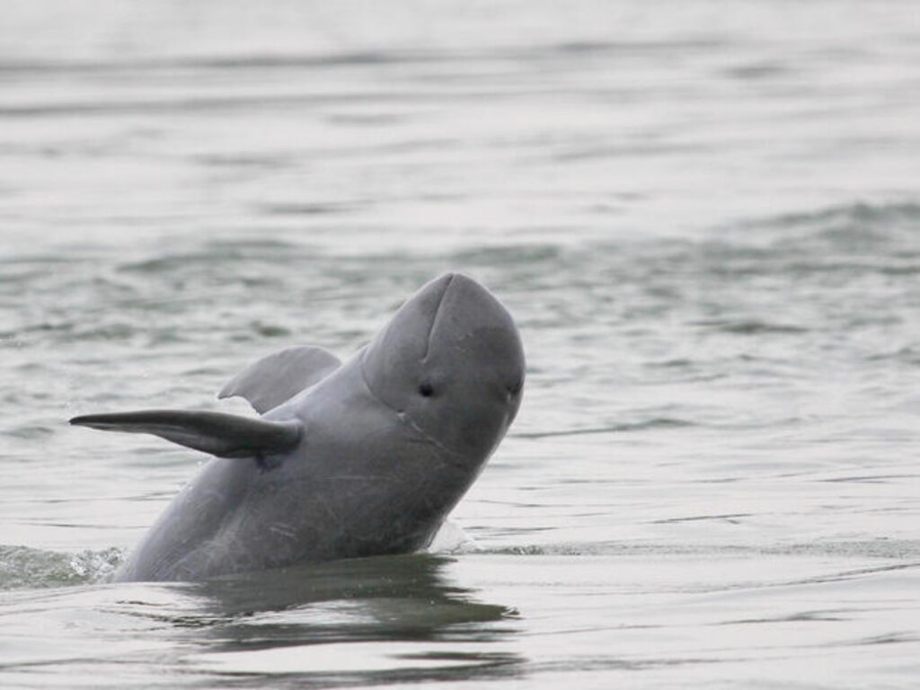 delfini avvistati dal wwf