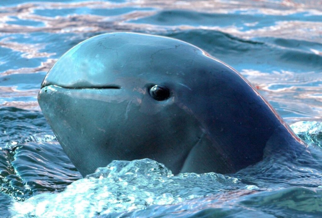 delfine felice