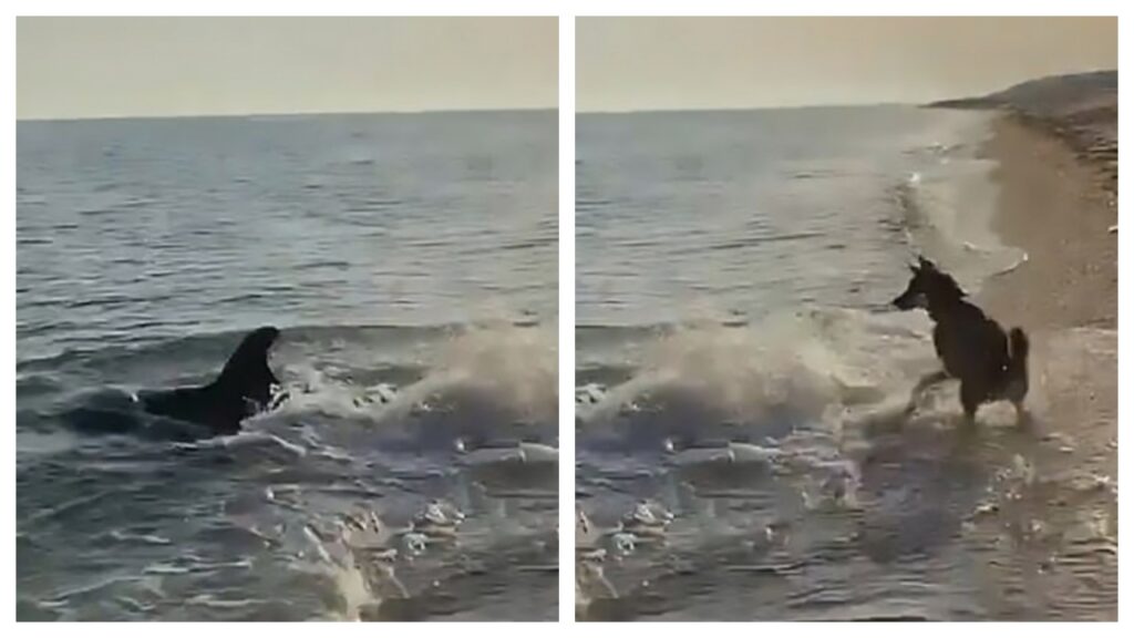 cucciolo e delfino giocano sulla spiaggia