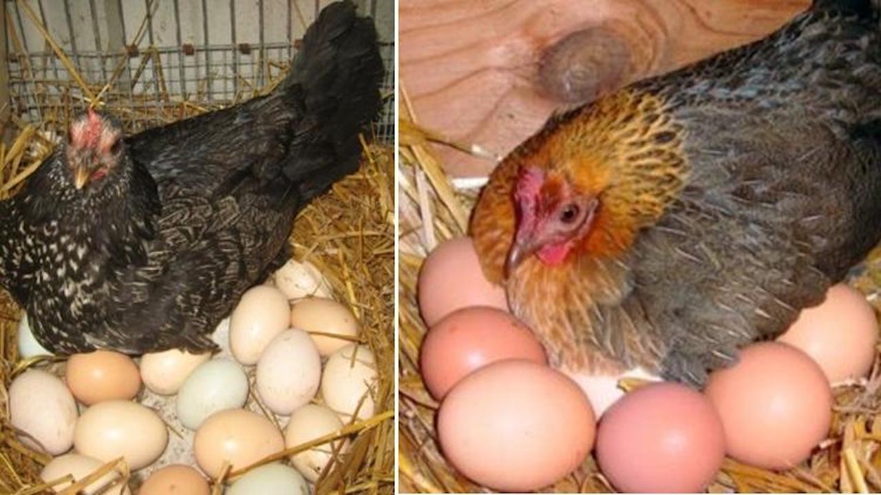 deporre uova