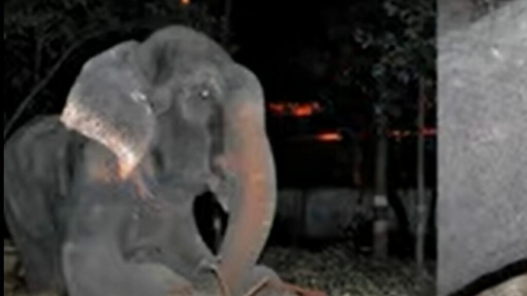 elefante piange