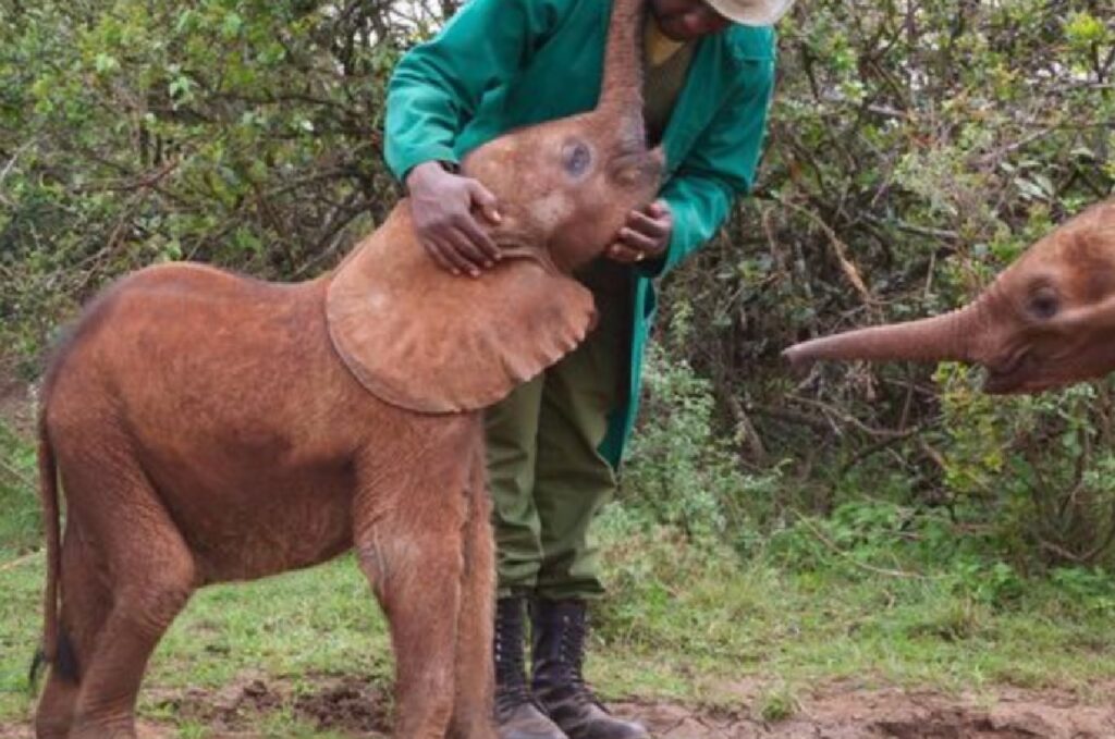 elefante kenya saluto 