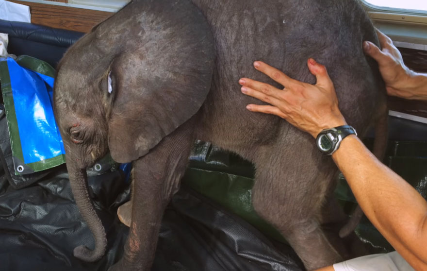 elefante torna dalla donna che lo ha salvato