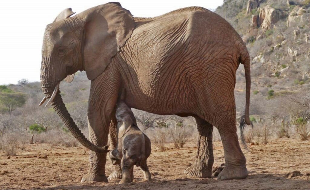 elefante porta il suo cucciolo dai salvatori
