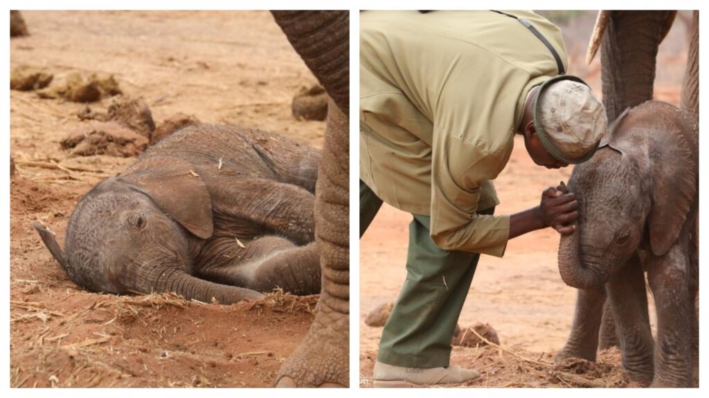 elefante porta il suo cucciolo dai salvatori