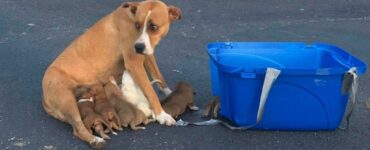 Passante salva una famiglia di cani: mamma con nove cuccioli