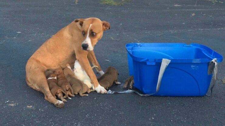 Passante salva una famiglia di cani: mamma con nove cuccioli