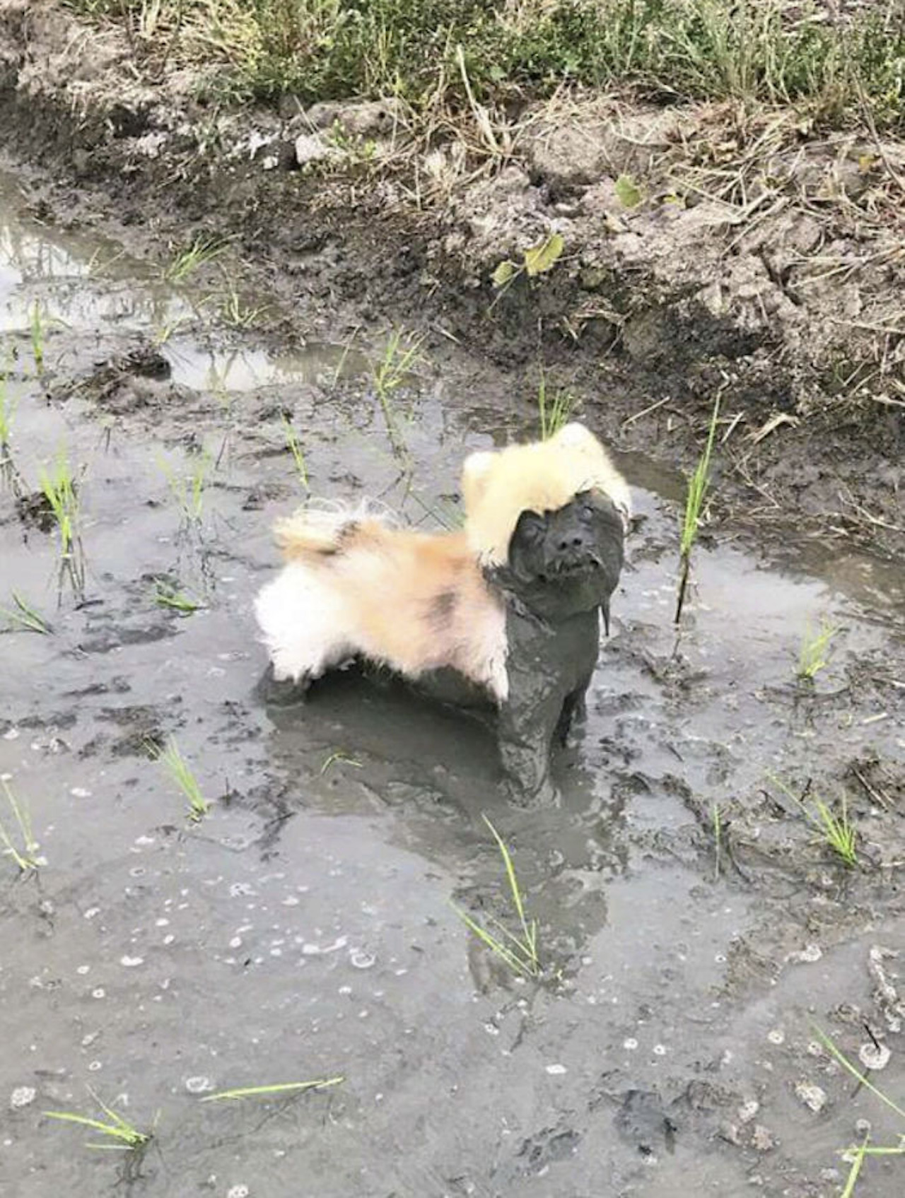 cane fango