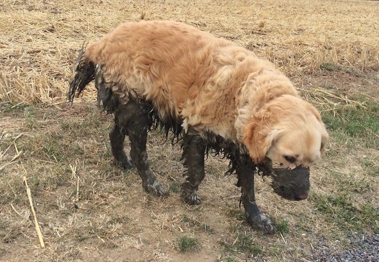 cane fango