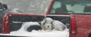 foto del cane