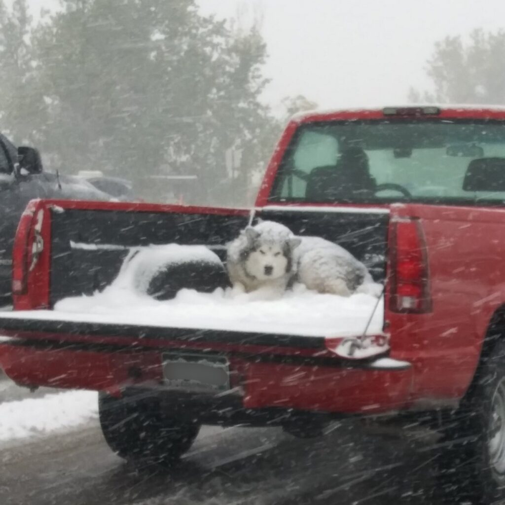 cane sul pick-up