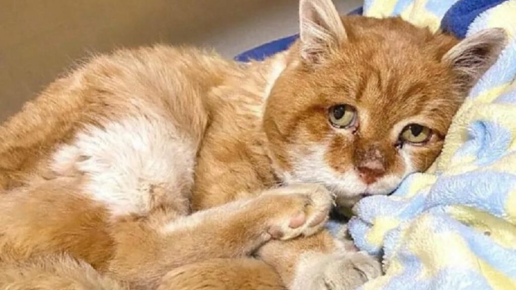 Questo gattino con tre zampe torna di nuovo nella casa dove lo avevano aiutato