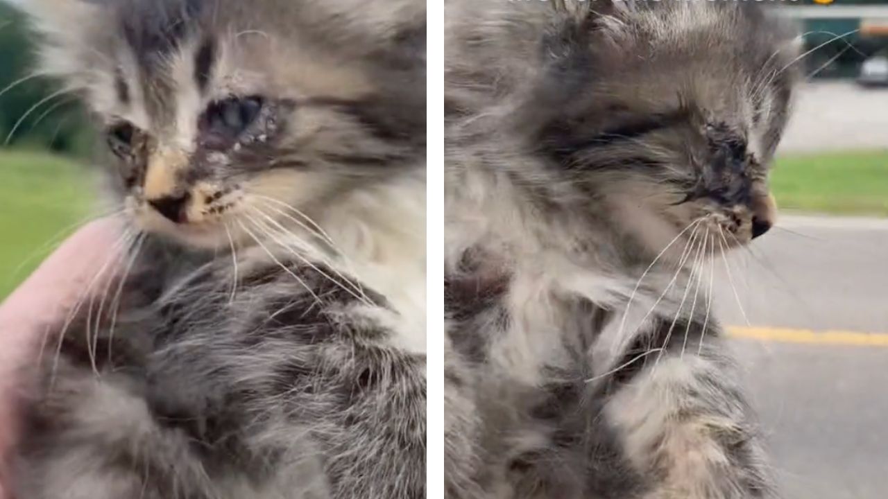 Dopo aver salvato questo gattino dal ciglio della strada, la donna documenta la sua rinascita