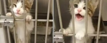 Voleva adottare un cane, ma alla fine si è innamorata di un gattino che ha fatto di tutto per conquistarla