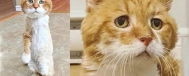 Questo gattino con tre zampe torna di nuovo nella casa dove lo avevano aiutato