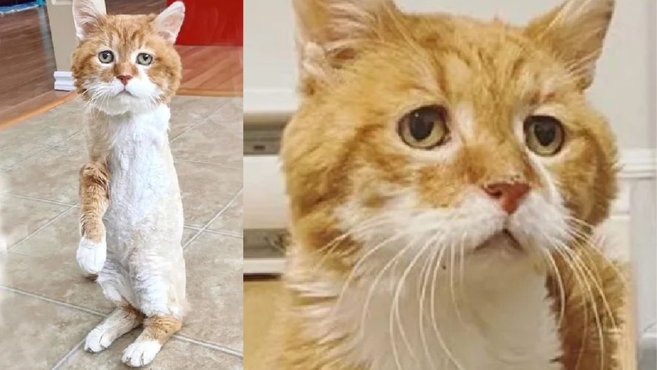 Questo gattino con tre zampe torna di nuovo nella casa dove lo avevano aiutato