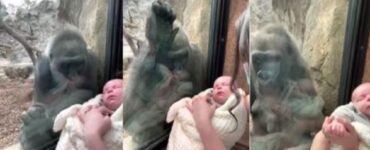 gorilla neonato