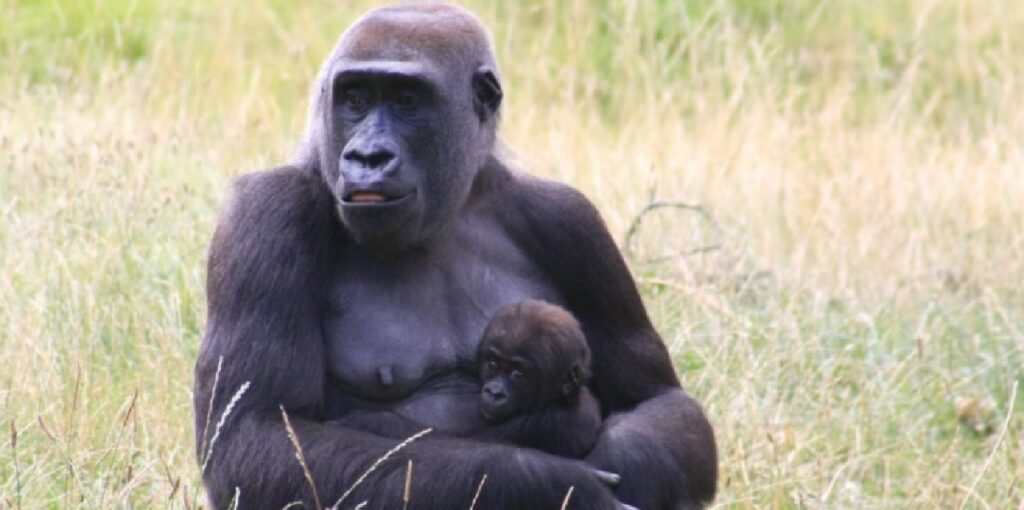gorilla mostra suo figlio al neonato