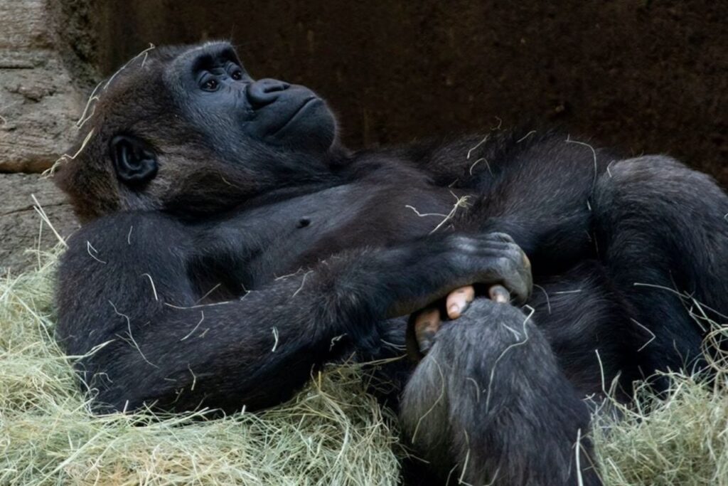 gorilla dalla mano umana stupisce il web