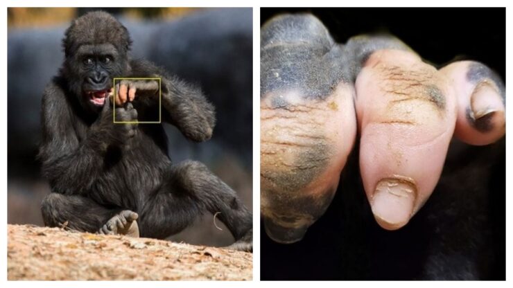 gorilla dalla mano umana stupisce il web
