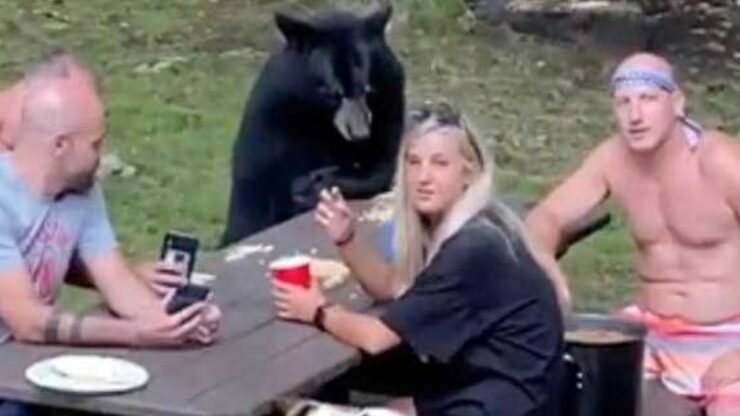 Un grande orso nero si unisce ad un pic-nic di famiglia