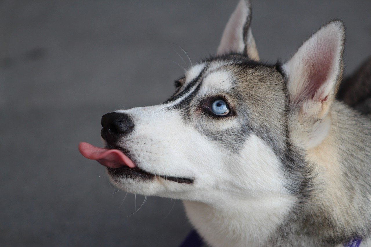 Husky cane