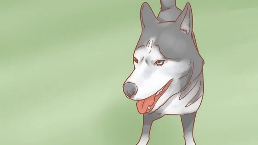 Prendersi cura di un husky