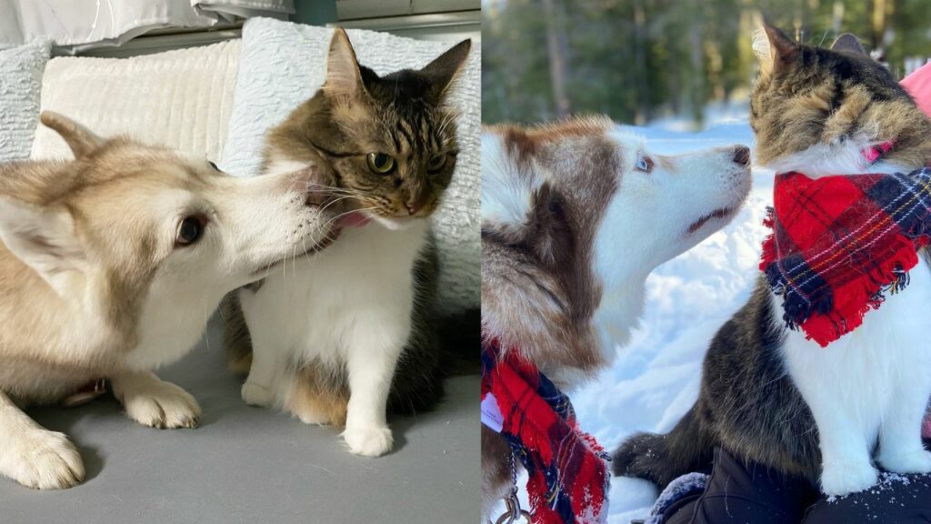 Husky aiuta il gattino che stava per morire e diventa il suo custode