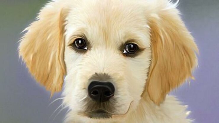 cani intelligenti