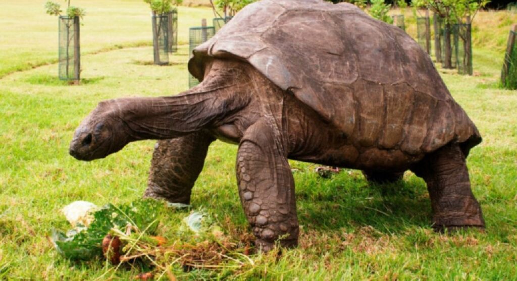 jonathan tartaruga più vecchia al mondo