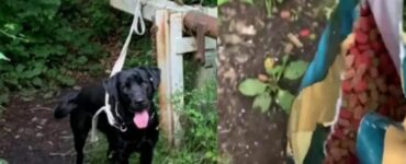 Questo Labrador è stato trovato disperato e abbandonato in una foresta