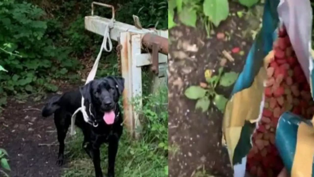 Questo Labrador è stato trovato disperato e abbandonato in una foresta