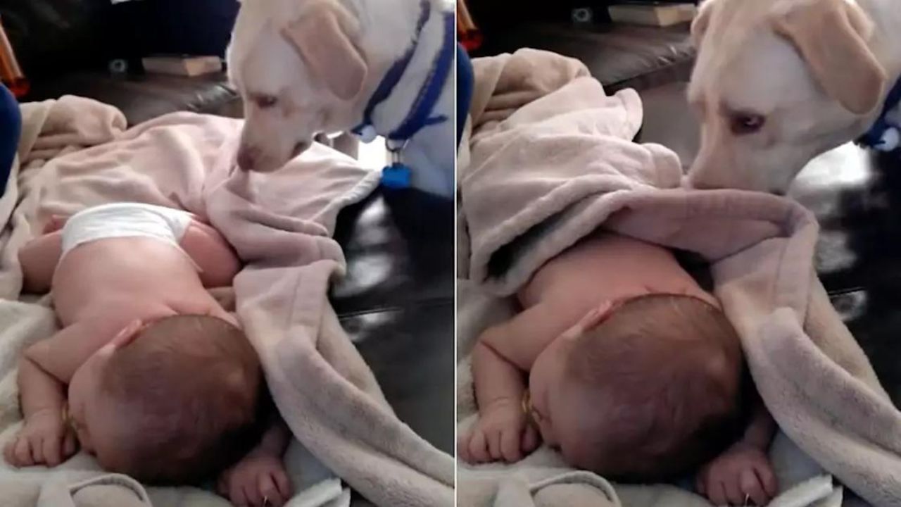 Labrador guarda il neonato e vede che c'è un errore e lo accudisce teneramente