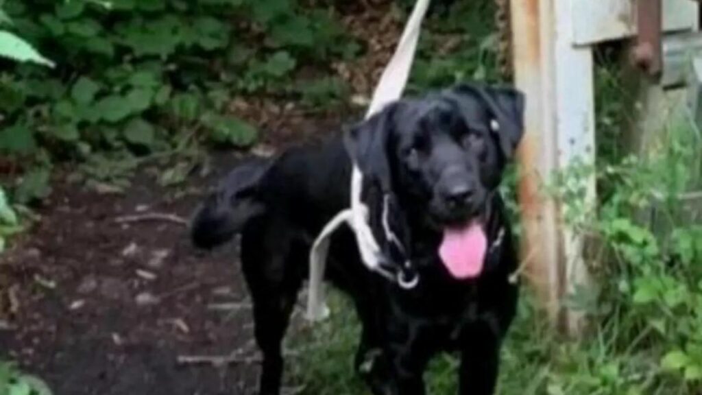 Questo Labrador è stato trovato disperato e abbandonato in una foresta