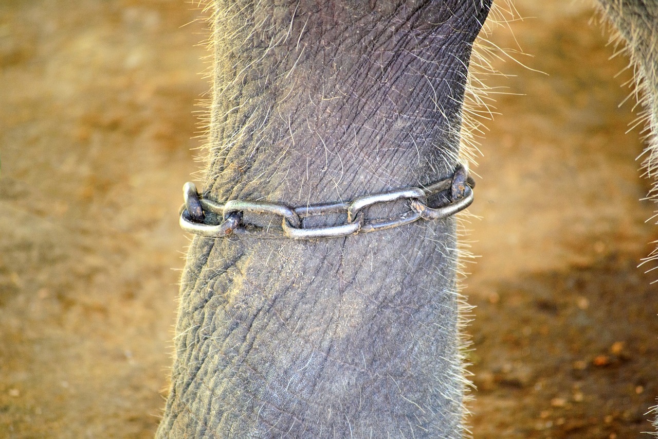 elefante liberato