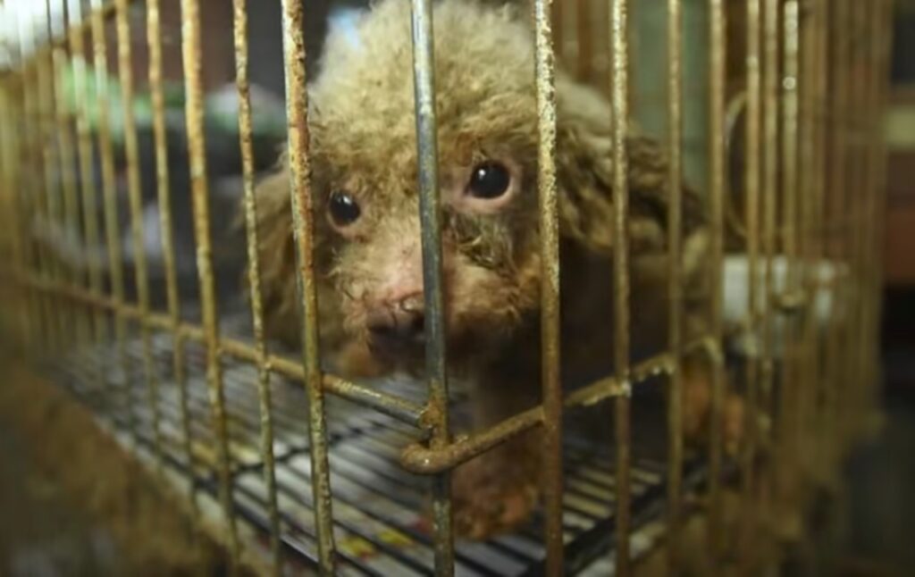 cane salvato vede per la prima volta la luce del sole