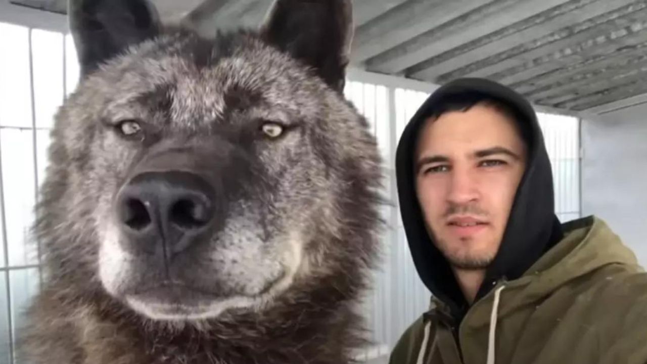 Quest'uomo vive con il suo lupo gigante e lo tratta come fosse un cucciolo (VIDEO)