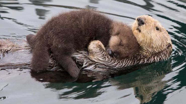 mamma lontra con piccolo