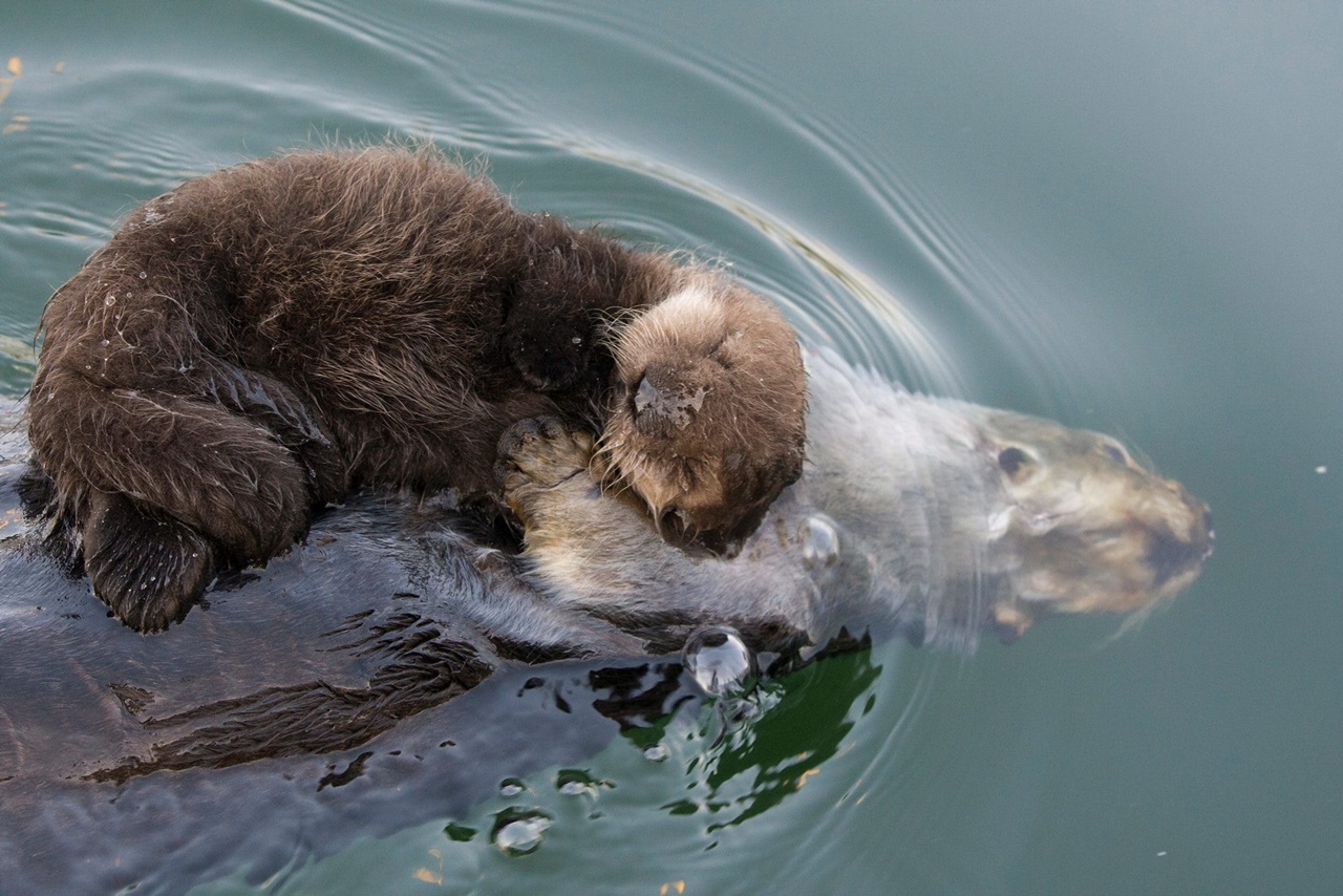 mamma lontra fiume