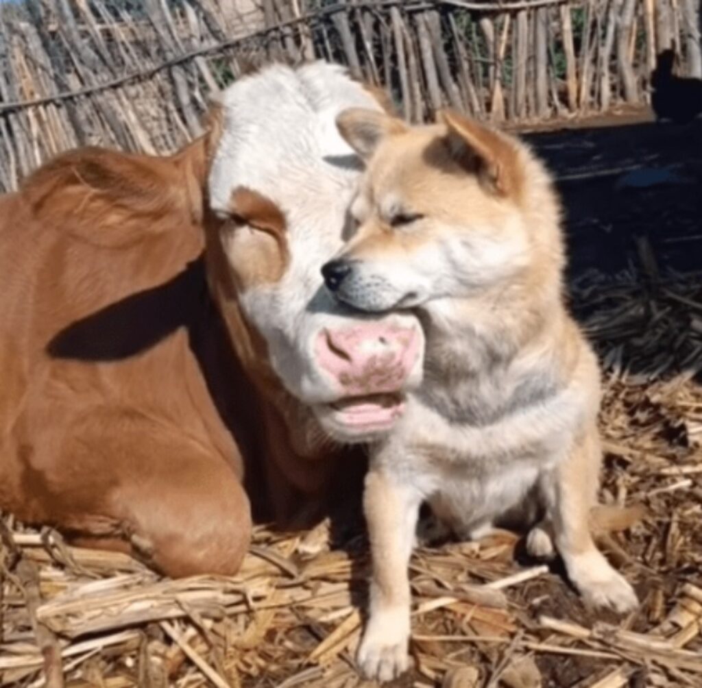 mucca allatta cuccioli rimasti orfani