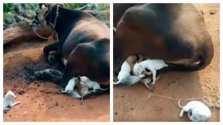 mucca allatta cuccioli rimasti orfani